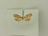  ( - BC ZSM Lep 77079)  @12 [ ] Unspecified (default): All Rights Reserved  Unspecified Unspecified