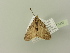  ( - BC ZSM Lep 77082)  @12 [ ] CreativeCommons - Attribution Non-Commercial Share-Alike (2015) Unspecified SNSB, Zoologische Staatssammlung Muenchen