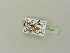  ( - BC ZSM Lep 77087)  @12 [ ] CreativeCommons - Attribution Non-Commercial Share-Alike (2015) Unspecified SNSB, Zoologische Staatssammlung Muenchen
