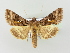  ( - BC ZSM Lep 77088)  @14 [ ] Unspecified (default): All Rights Reserved  Unspecified Unspecified