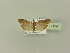  ( - BC ZSM Lep 77104)  @12 [ ] CreativeCommons - Attribution Non-Commercial Share-Alike (2015) Unspecified SNSB, Zoologische Staatssammlung Muenchen