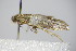  ( - BC ZSM Lep 78384)  @12 [ ] CreativeCommons - Attribution Non-Commercial Share-Alike (2015) Unspecified SNSB, Zoologische Staatssammlung Muenchen