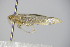  ( - BC ZSM Lep 78385)  @12 [ ] CreativeCommons - Attribution Non-Commercial Share-Alike (2015) Unspecified SNSB, Zoologische Staatssammlung Muenchen