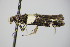  ( - BC ZSM Lep 78417)  @12 [ ] CreativeCommons - Attribution Non-Commercial Share-Alike (2015) Unspecified SNSB, Zoologische Staatssammlung Muenchen