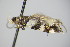  ( - BC ZSM Lep 78429)  @13 [ ] CreativeCommons - Attribution Non-Commercial Share-Alike (2015) Unspecified SNSB, Zoologische Staatssammlung Muenchen