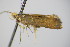  ( - BC ZSM Lep 78430)  @12 [ ] CreativeCommons - Attribution Non-Commercial Share-Alike (2015) Unspecified SNSB, Zoologische Staatssammlung Muenchen