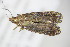  ( - BC ZSM Lep 78473)  @13 [ ] CreativeCommons - Attribution Non-Commercial Share-Alike (2015) Unspecified SNSB, Zoologische Staatssammlung Muenchen