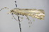  ( - BC ZSM Lep 78475)  @12 [ ] CreativeCommons - Attribution Non-Commercial Share-Alike (2015) Unspecified SNSB, Zoologische Staatssammlung Muenchen