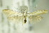  ( - BC ZSM Lep 82379)  @14 [ ] CreativeCommons - Attribution Non-Commercial Share-Alike (2015) Unspecified SNSB, Zoologische Staatssammlung Muenchen