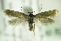  ( - BC ZSM Lep 82469)  @14 [ ] CreativeCommons - Attribution Non-Commercial Share-Alike (2015) Unspecified SNSB, Zoologische Staatssammlung Muenchen