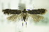  ( - BC ZSM Lep 82474)  @13 [ ] CreativeCommons - Attribution Non-Commercial Share-Alike (2015) Unspecified SNSB, Zoologische Staatssammlung Muenchen