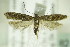  ( - BC ZSM Lep 82477)  @14 [ ] CreativeCommons - Attribution Non-Commercial Share-Alike (2015) Unspecified SNSB, Zoologische Staatssammlung Muenchen