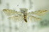  ( - BC ZSM Lep 82481)  @14 [ ] CreativeCommons - Attribution Non-Commercial Share-Alike (2015) Unspecified SNSB, Zoologische Staatssammlung Muenchen