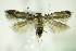  ( - BC ZSM Lep 82491)  @14 [ ] CreativeCommons - Attribution Non-Commercial Share-Alike (2015) Unspecified SNSB, Zoologische Staatssammlung Muenchen