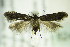  ( - BC ZSM Lep 82494)  @13 [ ] CreativeCommons - Attribution Non-Commercial Share-Alike (2015) Unspecified SNSB, Zoologische Staatssammlung Muenchen