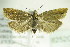  ( - BC ZSM Lep 82520)  @14 [ ] CreativeCommons - Attribution Non-Commercial Share-Alike (2015) Unspecified SNSB, Zoologische Staatssammlung Muenchen