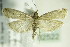  ( - BC ZSM Lep 82522)  @14 [ ] CreativeCommons - Attribution Non-Commercial Share-Alike (2015) Unspecified SNSB, Zoologische Staatssammlung Muenchen