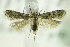  ( - BC ZSM Lep 82559)  @14 [ ] CreativeCommons - Attribution Non-Commercial Share-Alike (2015) Unspecified SNSB, Zoologische Staatssammlung Muenchen