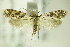  ( - BC ZSM Lep 82564)  @13 [ ] CreativeCommons - Attribution Non-Commercial Share-Alike (2015) Unspecified SNSB, Zoologische Staatssammlung Muenchen