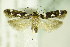  ( - BC ZSM Lep 82578)  @11 [ ] CreativeCommons - Attribution Non-Commercial Share-Alike (2015) Unspecified SNSB, Zoologische Staatssammlung Muenchen