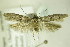  ( - BC ZSM Lep 82605)  @13 [ ] CreativeCommons - Attribution Non-Commercial Share-Alike (2015) Unspecified SNSB, Zoologische Staatssammlung Muenchen