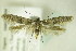  ( - BC ZSM Lep 82615)  @13 [ ] CreativeCommons - Attribution Non-Commercial Share-Alike (2015) Unspecified SNSB, Zoologische Staatssammlung Muenchen