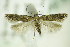  ( - BC ZSM Lep 82971)  @13 [ ] CreativeCommons - Attribution Non-Commercial Share-Alike (2015) Unspecified SNSB, Zoologische Staatssammlung Muenchen