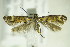  ( - BC ZSM Lep 82999)  @14 [ ] CreativeCommons - Attribution Non-Commercial Share-Alike (2015) Unspecified SNSB, Zoologische Staatssammlung Muenchen