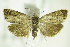  ( - BC ZSM Lep 83016)  @13 [ ] CreativeCommons - Attribution Non-Commercial Share-Alike (2015) Unspecified SNSB, Zoologische Staatssammlung Muenchen