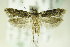  ( - BC ZSM Lep 83040)  @13 [ ] CreativeCommons - Attribution Non-Commercial Share-Alike (2015) Unspecified SNSB, Zoologische Staatssammlung Muenchen