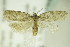  ( - BC ZSM Lep 83044)  @13 [ ] CreativeCommons - Attribution Non-Commercial Share-Alike (2015) Unspecified SNSB, Zoologische Staatssammlung Muenchen