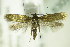  ( - BC ZSM Lep 83073)  @14 [ ] CreativeCommons - Attribution Non-Commercial Share-Alike (2015) Unspecified SNSB, Zoologische Staatssammlung Muenchen