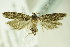  ( - BC ZSM Lep 83086)  @13 [ ] CreativeCommons - Attribution Non-Commercial Share-Alike (2015) Unspecified SNSB, Zoologische Staatssammlung Muenchen