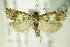  ( - BC ZSM Lep 83087)  @13 [ ] CreativeCommons - Attribution Non-Commercial Share-Alike (2015) Unspecified SNSB, Zoologische Staatssammlung Muenchen