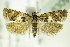  ( - BC ZSM Lep 83099)  @14 [ ] CreativeCommons - Attribution Non-Commercial Share-Alike (2015) Unspecified SNSB, Zoologische Staatssammlung Muenchen