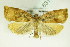  ( - BC ZSM Lep 83110)  @14 [ ] CreativeCommons - Attribution Non-Commercial Share-Alike (2015) Unspecified SNSB, Zoologische Staatssammlung Muenchen