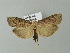  ( - BC ZSM Lep 65893)  @14 [ ] CreativeCommons - Attribution Non-Commercial Share-Alike (2013) Axel Hausmann/Bavarian State Collection of Zoology (ZSM) SNSB, Zoologische Staatssammlung Muenchen
