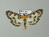  ( - BC ZSM Lep 65894)  @13 [ ] CreativeCommons - Attribution Non-Commercial Share-Alike (2013) Axel Hausmann/Bavarian State Collection of Zoology (ZSM) SNSB, Zoologische Staatssammlung Muenchen