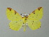  ( - BC ZSM Lep 65943)  @13 [ ] CreativeCommons - Attribution Non-Commercial Share-Alike (2013) Axel Hausmann/Bavarian State Collection of Zoology (ZSM) SNSB, Zoologische Staatssammlung Muenchen