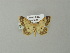  ( - BC ZSM Lep 66841)  @13 [ ] CreativeCommons - Attribution Non-Commercial Share-Alike (2013) Axel Hausmann/Bavarian State Collection of Zoology (ZSM) SNSB, Zoologische Staatssammlung Muenchen