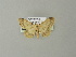  ( - BC ZSM Lep 66842)  @13 [ ] CreativeCommons - Attribution Non-Commercial Share-Alike (2013) Axel Hausmann/Bavarian State Collection of Zoology (ZSM) SNSB, Zoologische Staatssammlung Muenchen