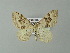  ( - BC ZSM Lep 66861)  @13 [ ] CreativeCommons - Attribution Non-Commercial Share-Alike (2013) Axel Hausmann/Bavarian State Collection of Zoology (ZSM) SNSB, Zoologische Staatssammlung Muenchen