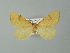  ( - BC ZSM Lep 66876)  @14 [ ] CreativeCommons - Attribution Non-Commercial Share-Alike (2013) Axel Hausmann/Bavarian State Collection of Zoology (ZSM) SNSB, Zoologische Staatssammlung Muenchen