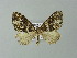  ( - BC ZSM Lep 66892)  @13 [ ] CreativeCommons - Attribution Non-Commercial Share-Alike (2013) Axel Hausmann/Bavarian State Collection of Zoology (ZSM) SNSB, Zoologische Staatssammlung Muenchen