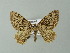  ( - BC ZSM Lep 66900)  @13 [ ] CreativeCommons - Attribution Non-Commercial Share-Alike (2013) Axel Hausmann/Bavarian State Collection of Zoology (ZSM) SNSB, Zoologische Staatssammlung Muenchen
