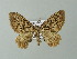  ( - BC ZSM Lep 66901)  @13 [ ] CreativeCommons - Attribution Non-Commercial Share-Alike (2013) Axel Hausmann/Bavarian State Collection of Zoology (ZSM) SNSB, Zoologische Staatssammlung Muenchen