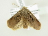  ( - BC ZSM Lep 76508)  @13 [ ] CreativeCommons - Attribution Non-Commercial Share-Alike (2013) Axel Hausmann/Bavarian State Collection of Zoology (ZSM) SNSB, Zoologische Staatssammlung Muenchen