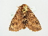  ( - BC ZSM Lep 76534)  @13 [ ] CreativeCommons - Attribution Non-Commercial Share-Alike (2013) Axel Hausmann/Bavarian State Collection of Zoology (ZSM) SNSB, Zoologische Staatssammlung Muenchen