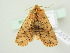  ( - BC ZSM Lep 76539)  @13 [ ] CreativeCommons - Attribution Non-Commercial Share-Alike (2013) Axel Hausmann/Bavarian State Collection of Zoology (ZSM) SNSB, Zoologische Staatssammlung Muenchen
