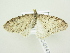  ( - BC ZSM Lep 76565)  @13 [ ] CreativeCommons - Attribution Non-Commercial Share-Alike (2013) Axel Hausmann/Bavarian State Collection of Zoology (ZSM) SNSB, Zoologische Staatssammlung Muenchen